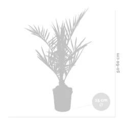 Phoenix Canariensis - Palmier Dattier Des Canaries - Palmier - Rustique – ⌀15 Cm - ↕50-60 Cm -VIDAXL Soldes Magasin 640b203444f913.77342743