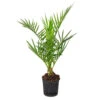 Phoenix Canariensis - Palmier Dattier Des Canaries - Palmier - Rustique – ⌀15 Cm - ↕50-60 Cm -VIDAXL Soldes Magasin 640b20345913e6.71857201