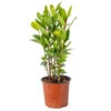 Laurus Nobilis - Laurier De Cuisine - Arbuste - Persistant – ⌀15 Cm - ↕30-45 Cm -VIDAXL Soldes Magasin 640b2035b40c32.58323890