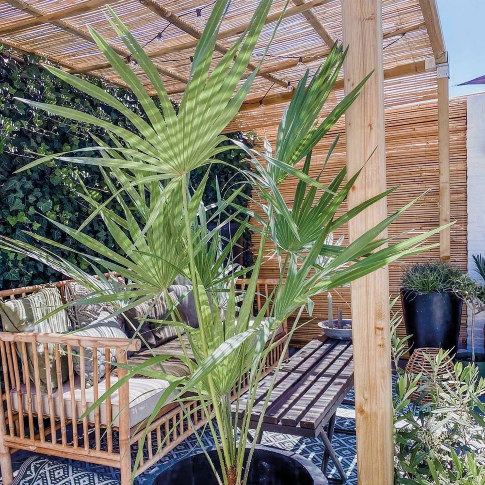 Chamaerops 'humilis' - Palmier Nain Européen - Palmier - Rustique – ⌀21 Cm - ↕60-75 Cm 4 Chamaerops 'humilis' - Palmier Nain Européen - Palmier - Rustique – ⌀21 Cm - ↕60-75 Cm – Image 2