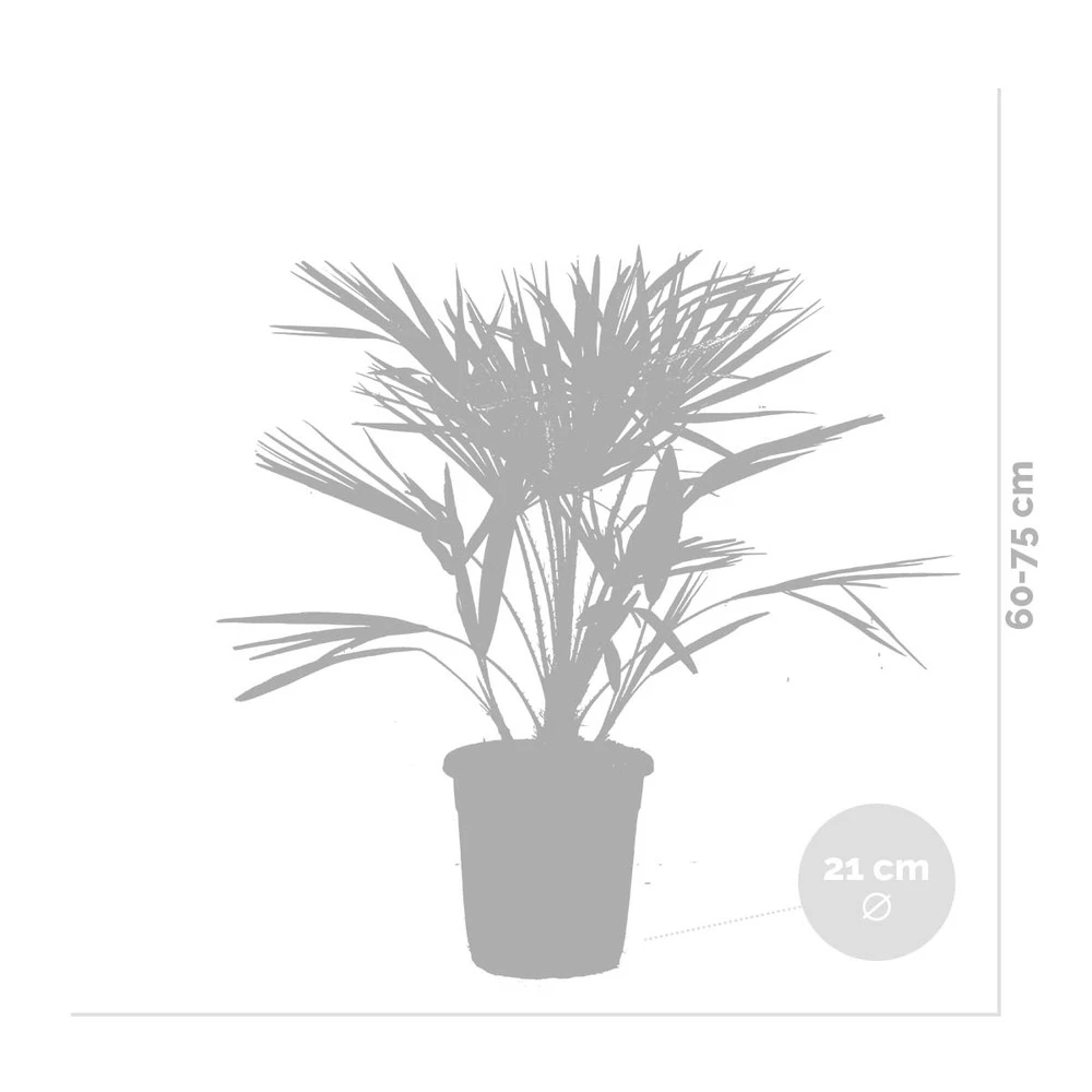 Chamaerops 'humilis' - Palmier Nain Européen - Palmier - Rustique – ⌀21 Cm - ↕60-75 Cm 5 Chamaerops 'humilis' - Palmier Nain Européen - Palmier - Rustique – ⌀21 Cm - ↕60-75 Cm – Image 3