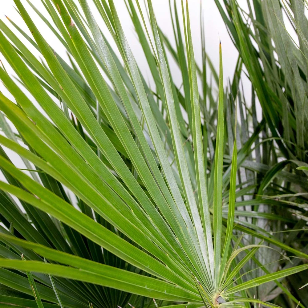 Chamaerops 'humilis' - Palmier Nain Européen - Palmier - Rustique – ⌀21 Cm - ↕60-75 Cm 6 Chamaerops 'humilis' - Palmier Nain Européen - Palmier - Rustique – ⌀21 Cm - ↕60-75 Cm – Image 4