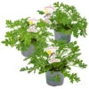 3x Pelargonium Graveolens – Géranium Citronné – Anti-moustique - Parfumé – ⌀10.5 Cm - ↕15-20 Cm 1 3x Pelargonium Graveolens – Géranium Citronné – Anti-moustique - Parfumé – ⌀10.5 Cm - ↕15-20 Cm -VIDAXL Soldes Magasin 640b20560f16b3.37603515