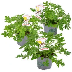 VIDAXL Soldes Magasin 24 3x Pelargonium Graveolens – Géranium Citronné – Anti-moustique - Parfumé – ⌀10.5 Cm - ↕15-20 Cm