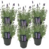 6x Lavandula Angustifolia 'ardèche' - Lavande - Arbuste - Rustique – ⌀12 Cm - ↕20-25 Cm 1 6x Lavandula Angustifolia 'ardèche' - Lavande - Arbuste - Rustique – ⌀12 Cm - ↕20-25 Cm -VIDAXL Soldes Magasin 640b754f6ecdb6.55531154