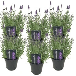 VIDAXL Soldes Magasin 21 6x Lavandula Angustifolia 'ardèche' - Lavande - Arbuste - Rustique – ⌀12 Cm - ↕20-25 Cm