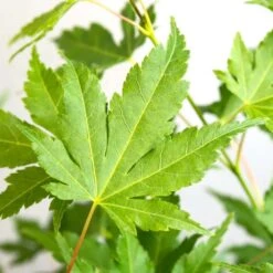 Acer Palmatum 'going Green' - érable Du Japon - Arbuste - Rustique – ⌀10,5 Cm - ↕25-30 Cm -VIDAXL Soldes Magasin 640b7579d22548.51765392