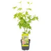 Acer Palmatum 'going Green' - érable Du Japon - Arbuste - Rustique – ⌀10,5 Cm - ↕25-30 Cm 2 Acer Palmatum 'going Green' - érable Du Japon - Arbuste - Rustique – ⌀10,5 Cm - ↕25-30 Cm -VIDAXL Soldes Magasin 640b7579dbb254.78393098