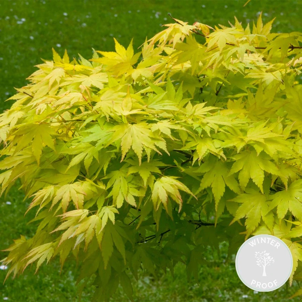 Acer Palmatum 'orange Dream' - érable Du Japon - Arbuste - Rustique - ⌀15 Cm - ↕30-40 Cm 4 Acer Palmatum 'orange Dream' - érable Du Japon - Arbuste - Rustique - ⌀15 Cm - ↕30-40 Cm – Image 2