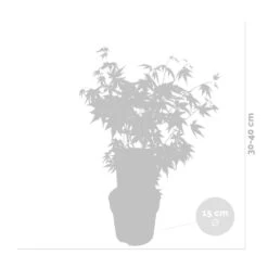Acer Palmatum 'orange Dream' - érable Du Japon - Arbuste - Rustique - ⌀15 Cm - ↕30-40 Cm 9 Acer Palmatum 'orange Dream' - érable Du Japon - Arbuste - Rustique - ⌀15 Cm - ↕30-40 Cm -VIDAXL Soldes Magasin 640b75850c7fc3.34058057