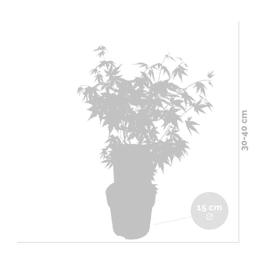 Acer Palmatum 'orange Dream' - érable Du Japon - Arbuste - Rustique - ⌀15 Cm - ↕30-40 Cm 5 Acer Palmatum 'orange Dream' - érable Du Japon - Arbuste - Rustique - ⌀15 Cm - ↕30-40 Cm – Image 3