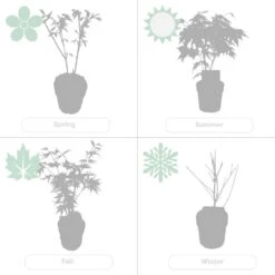 Acer Palmatum 'orange Dream' - érable Du Japon - Arbuste - Rustique - ⌀15 Cm - ↕30-40 Cm 11 Acer Palmatum 'orange Dream' - érable Du Japon - Arbuste - Rustique - ⌀15 Cm - ↕30-40 Cm -VIDAXL Soldes Magasin 640b758516d4a4.91094000