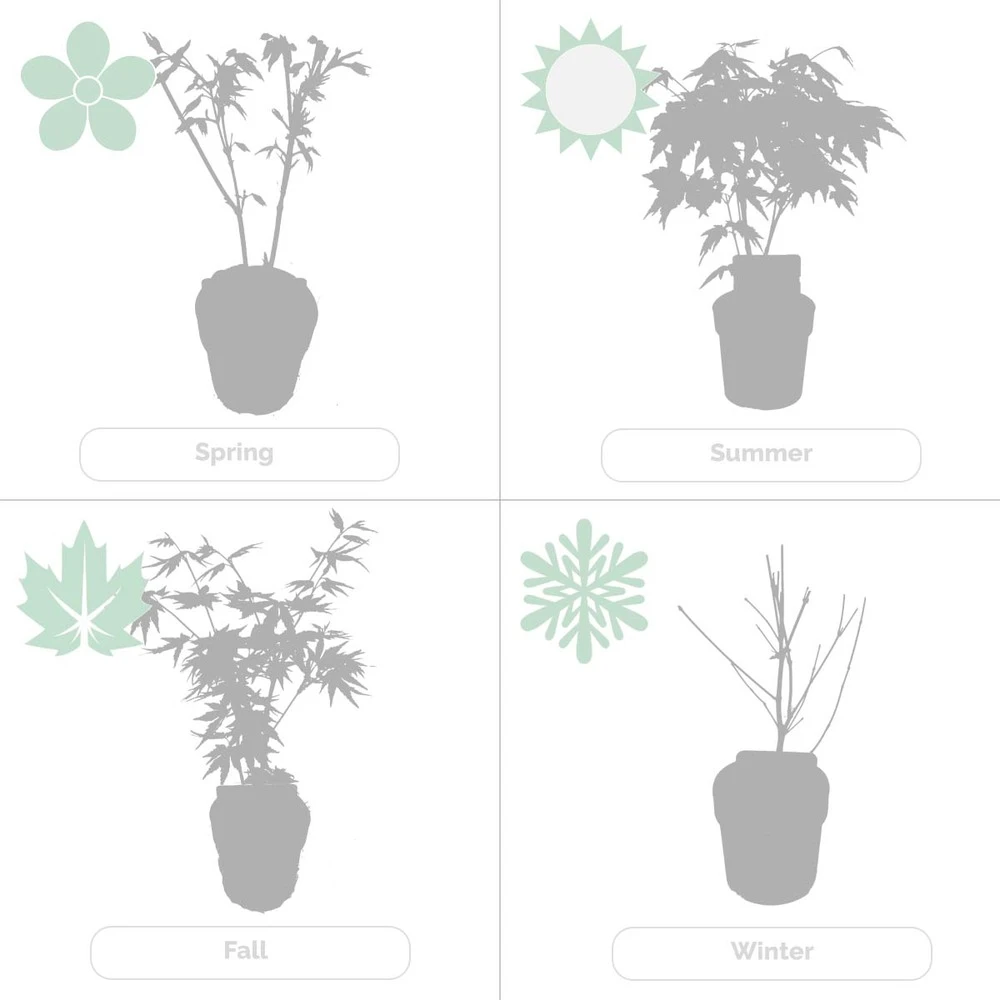 Acer Palmatum 'orange Dream' - érable Du Japon - Arbuste - Rustique - ⌀15 Cm - ↕30-40 Cm 7 Acer Palmatum 'orange Dream' - érable Du Japon - Arbuste - Rustique - ⌀15 Cm - ↕30-40 Cm – Image 5