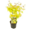 Acer Palmatum 'orange Dream' - érable Du Japon - Arbuste - Rustique - ⌀15 Cm - ↕30-40 Cm -VIDAXL Soldes Magasin 640b75851a6057.64105101