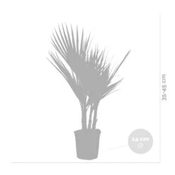 2x Washingtonia Robusta - Palmier Mexicain - Palmier Extérieur - Persistant – ⌀14 Cm - ↕35-45 Cm -VIDAXL Soldes Magasin 640b77cc9d68c0.00678879