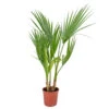 Washingtonia Robusta - Palmier Mexicain - Palmier Extérieur - Persistant – ⌀14 Cm - ↕35-45 Cm -VIDAXL Soldes Magasin 640b77d49eb111.56948759