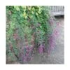 Lespedeza De Thunberg/godet - 5/10 Cm -VIDAXL Soldes Magasin 6411c37b57aa80.24713555