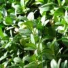 Buis Sempervirens Faulkner/godet - 5/20 Cm 2 Buis Sempervirens Faulkner/godet - 5/20 Cm -VIDAXL Soldes Magasin 6411c396671642.55453871
