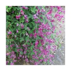 Lespedeza De Thunberg/pot De 3l - 20/40 Cm -VIDAXL Soldes Magasin 6411c4fe6f9661.87265032