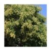 Savonnier Paniculata/pot De 10l - 125/150 Cm -VIDAXL Soldes Magasin 6411c5068e63f6.96063861