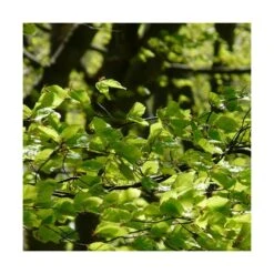 Hêtre Commun Sylvatica/pot De 7,5l - 60/80 Cm 7 Hêtre Commun Sylvatica/pot De 7,5l - 60/80 Cm -VIDAXL Soldes Magasin 6411c521126554.18080660