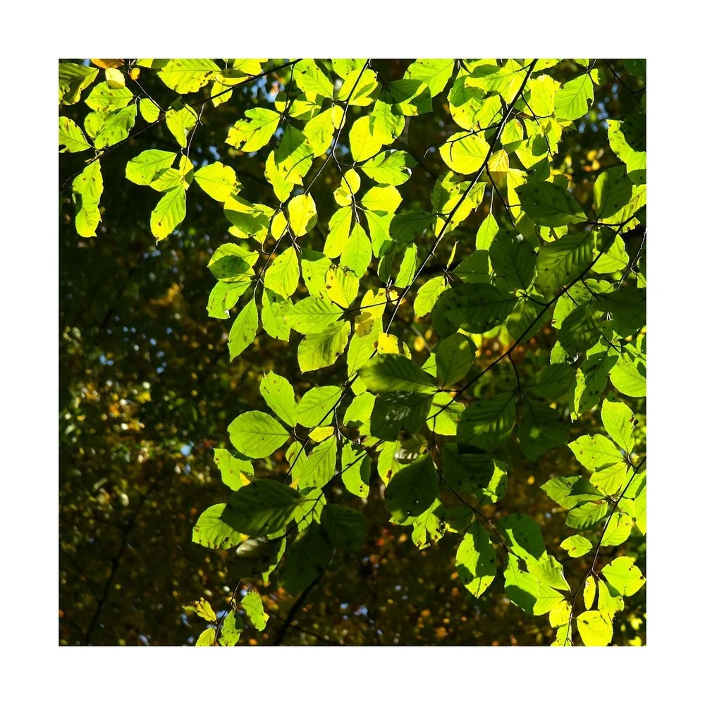 Hêtre Commun Sylvatica/pot De 7,5l - 60/80 Cm 4 Hêtre Commun Sylvatica/pot De 7,5l - 60/80 Cm – Image 2