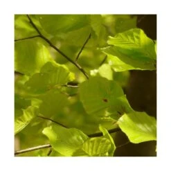 Hêtre Commun Sylvatica/pot De 7,5l - 60/80 Cm