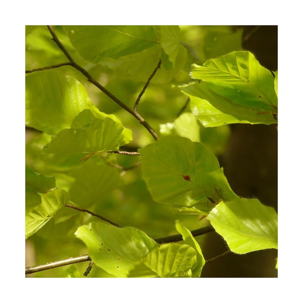 Hêtre Commun Sylvatica/pot De 7,5l - 60/80 Cm 3 Hêtre Commun Sylvatica/pot De 7,5l - 60/80 Cm