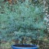 Eucalyptus Gunni France Bleu® 'rengun'/pot De 7,5l - 40/60 Cm -VIDAXL Soldes Magasin 6411c5255d7c25.21614463
