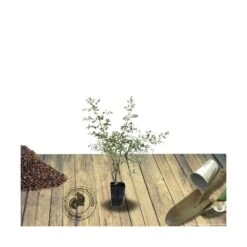 Eucalyptus Gunni France Bleu® 'rengun'/pot De 7,5l - 40/60 Cm -VIDAXL Soldes Magasin 6411c525698294.06314263