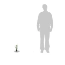 Eucalyptus Gunni France Bleu® 'rengun'/pot De 7,5l - 40/60 Cm -VIDAXL Soldes Magasin 6411c525786818.65301056