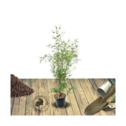 Eucalyptus Gunni France Bleu® 'rengun'/pot De 7,5l - 40/60 Cm -VIDAXL Soldes Magasin 6411c52588d7f2.88023522