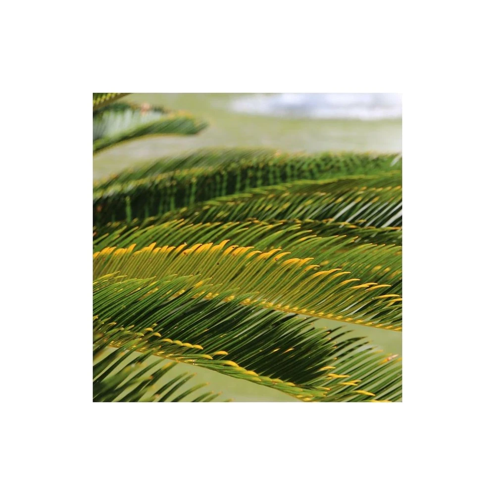 Cycas Du Japon/pot De 25l - 60/80 Cm 4 Cycas Du Japon/pot De 25l - 60/80 Cm – Image 2