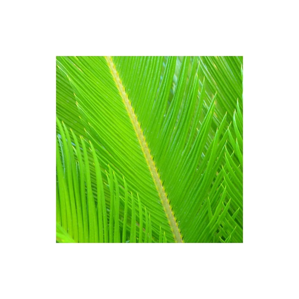 Cycas Du Japon/pot De 25l - 60/80 Cm 6 Cycas Du Japon/pot De 25l - 60/80 Cm – Image 4