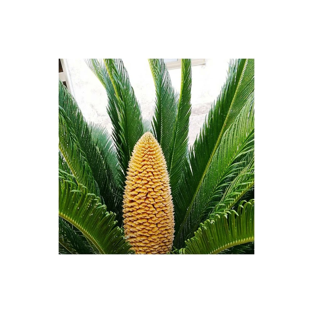 Cycas Du Japon/pot De 25l - 60/80 Cm 5 Cycas Du Japon/pot De 25l - 60/80 Cm – Image 3