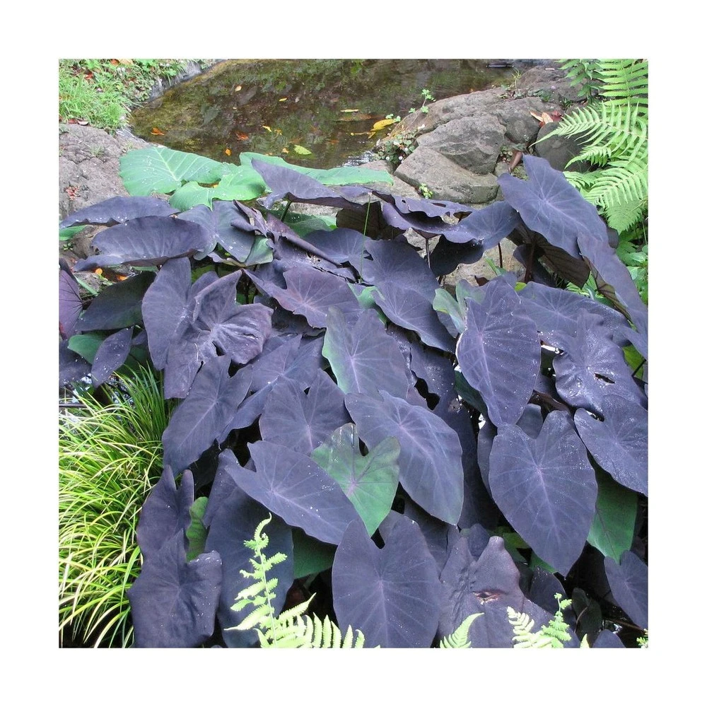 Colocasia Kona Coffee/pot De 5l - 40/60 Cm 2 Colocasia Kona Coffee/pot De 5l - 40/60 Cm