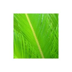 Cycas Du Japon/pot De 70l - Stipe 40/50 Cm 9 Cycas Du Japon/pot De 70l - Stipe 40/50 Cm -VIDAXL Soldes Magasin 6411c5d6ad44d3.69046798