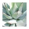 Agave Parryi/pot De 7,5l 2 Agave Parryi/pot De 7,5l -VIDAXL Soldes Magasin 6411c5de68ba74.28269650