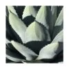 Agave Parryi Chihuahua/pot De 5l -VIDAXL Soldes Magasin 6411c5eb055fd1.09201035