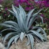 Agave D'amérique Americana/pot De 4l - 20/40 Cm 1 Agave D'amérique Americana/pot De 4l - 20/40 Cm -VIDAXL Soldes Magasin 6411c618ceba04.62315118