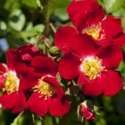 Rosier Rouge Meillandecor ® Meineble Le Pot En 2l