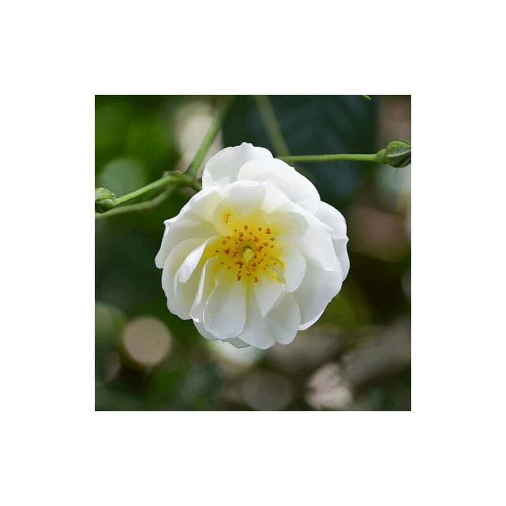 Rosier Couvre Sol 'opalia' - 2 Rosier Couvre Sol 'opalia' -