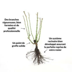 Rosier 'diorama' - 7 Rosier 'diorama' - -VIDAXL Soldes Magasin 6419b64b16ab27.97474187