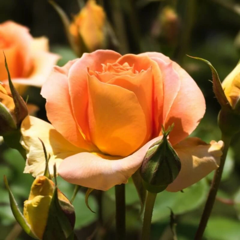 Rosier 'diorama' - 4 Rosier 'diorama' - – Image 2