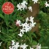 Jasmin Officinal 'affine' - Jasminum Officinalis 3l 1 Jasmin Officinal 'affine' - Jasminum Officinalis 3l -VIDAXL Soldes Magasin 641db2fa078b20.14259087