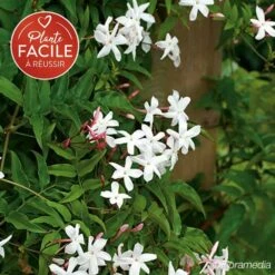 VIDAXL Soldes Magasin 61 Jasmin Officinal 'affine' - Jasminum Officinalis 3l