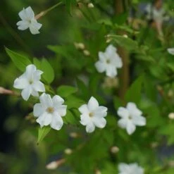 Jasmin Officinal 'affine' - Jasminum Officinalis 3l -VIDAXL Soldes Magasin 641db2fa134182.77975992