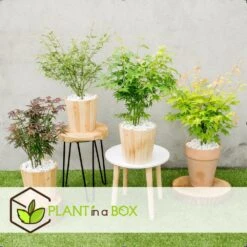 Assorti De 8 Erables Du Japon - Pot ⌀10 Cm - H.25-40cm (hauteur Pot Incluse) -VIDAXL Soldes Magasin 6421dd63e6f720.35493338