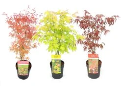 VIDAXL Soldes Magasin 28 Set De 3 Erables Japonnais - Pot ⌀19cm - H.60-70cm (hauteur Pot Incluse) - Acer Japonica - Plantes Rustique