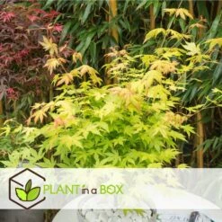 VIDAXL Soldes Magasin -VIDAXL Soldes Magasin 642332563069e7.43772245